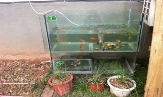 50l魚缸養多少魚：50l的魚缸適宜養幾條小型魚類