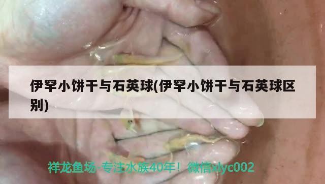 印度尼西亞紅龍魚價格 伊罕小餅干與石英球(伊罕小餅干與石英球區別) 伊罕水族 伊罕小餅干與石英球(伊罕小餅干與石英球區別) 伊罕小餅干與石英球(伊罕小餅干與石英球區別) 伊罕水族