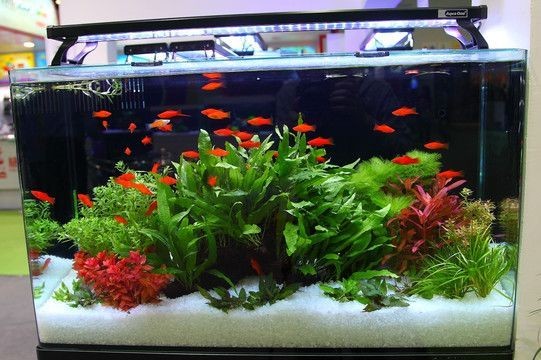 紅龍魚魚缸背景圖怎么選顏色 紅龍魚魚缸背景圖怎么選顏色 龍魚百科 第2張
