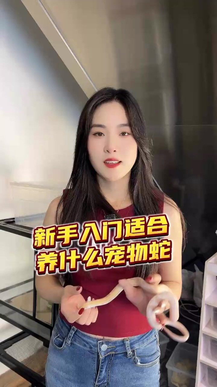 新手入門適合養什么寵物