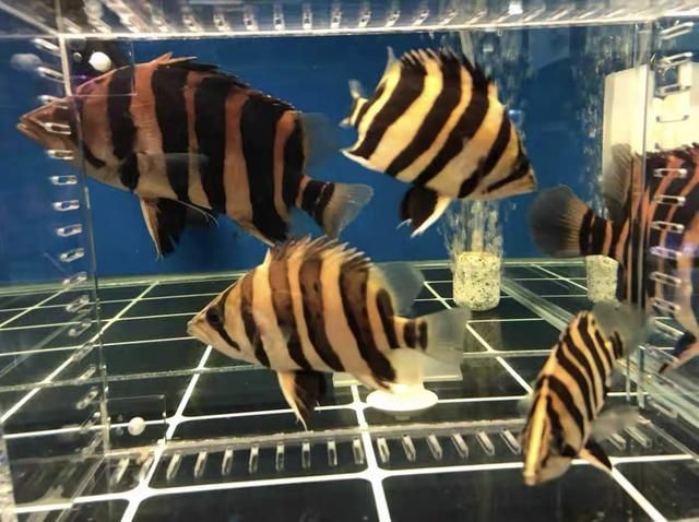印尼虎魚最佳配魚季節是幾月份：印尼虎魚的最佳配魚季節是幾月份