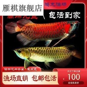 龍魚(yú)的最佳喂食時(shí)間是多少vs祥龍魚(yú)場(chǎng)：祥龍魚(yú)場(chǎng)最佳喂食時(shí)間及其對(duì)養(yǎng)殖的重要性，祥龍魚(yú)場(chǎng)的選擇指南