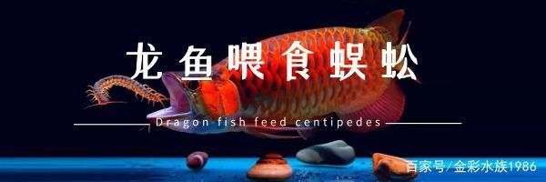龍魚(yú)的最佳喂食時(shí)間是多少vs祥龍魚(yú)場(chǎng)：祥龍魚(yú)場(chǎng)最佳喂食時(shí)間及其對(duì)養(yǎng)殖的重要性，祥龍魚(yú)場(chǎng)的選擇指南