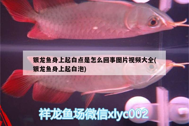 銀龍魚身上起白點是怎么回事圖片視頻大全(銀龍魚身上起白泡)