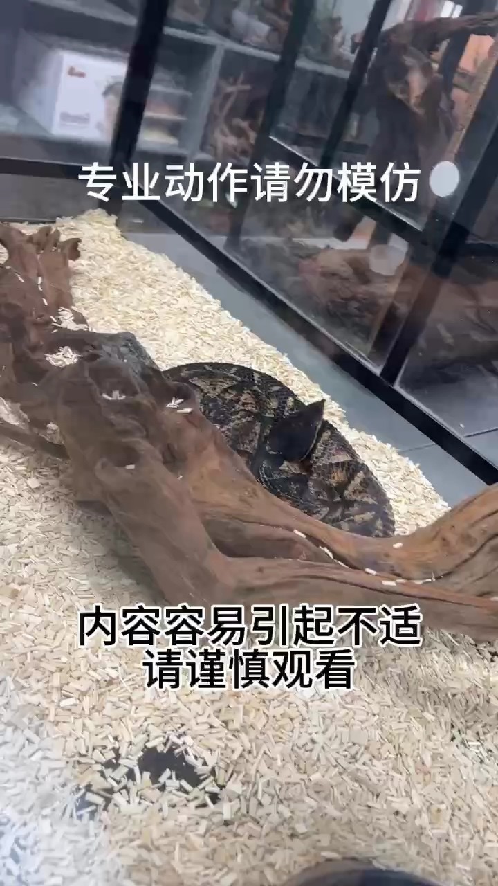 喜歡異寵的可以滴滴