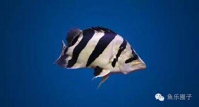 印度虎魚怎么養(yǎng)的好：印度虎魚飼養(yǎng)建議