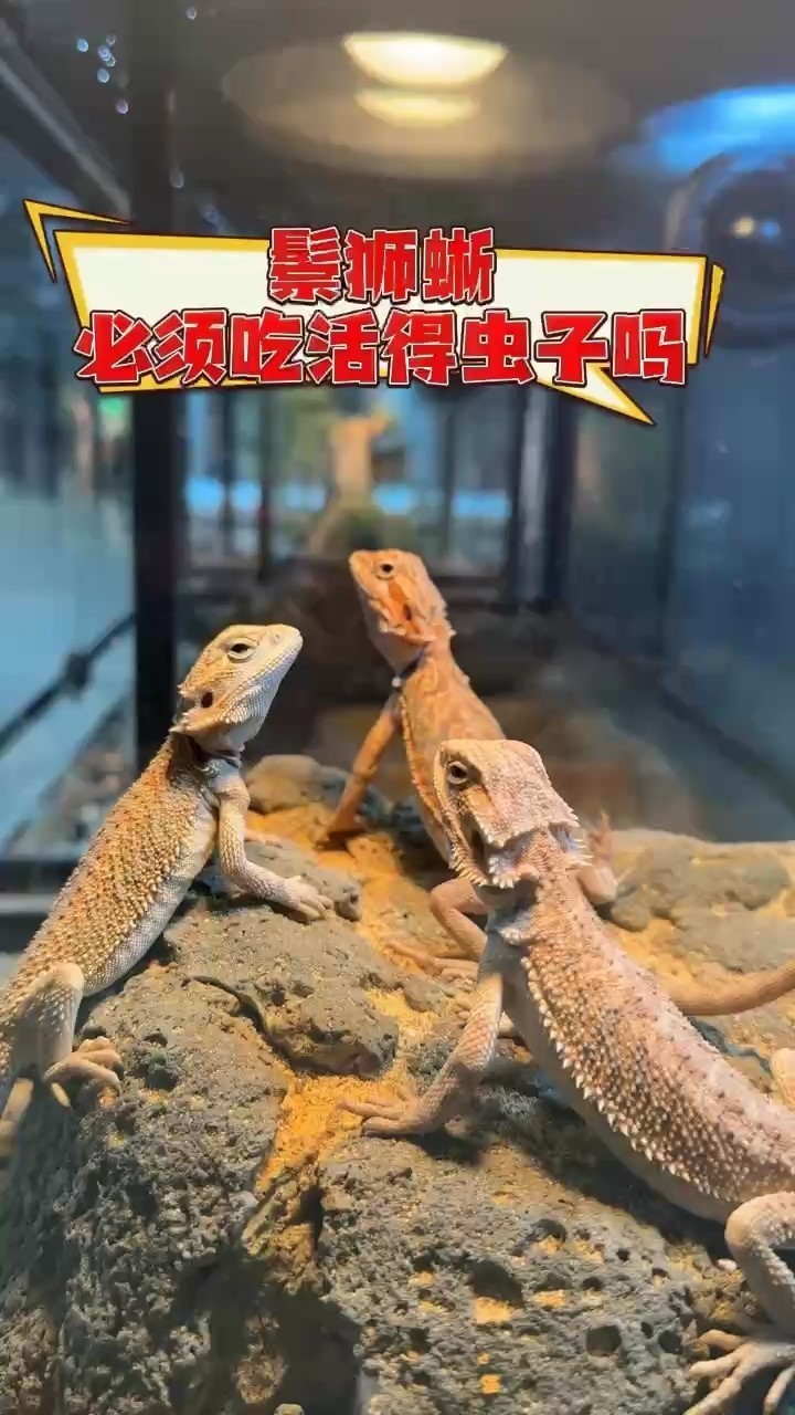 出鬃獅蜥喜歡的看看