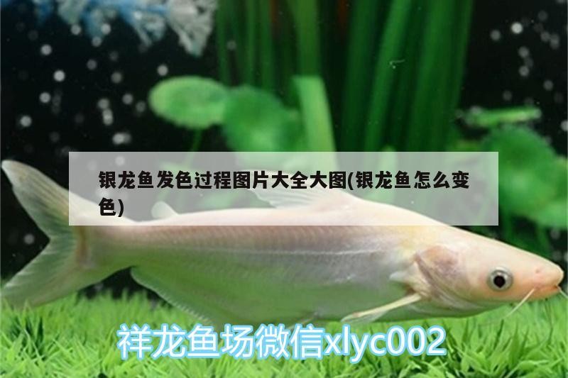 銀龍魚發色過程圖片大全大圖(銀龍魚怎么變色)