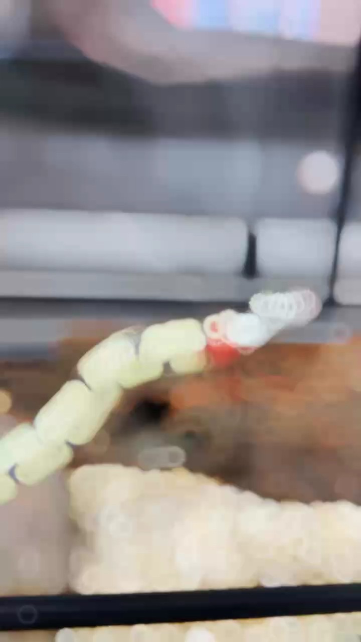 低價出各種寵物蛇