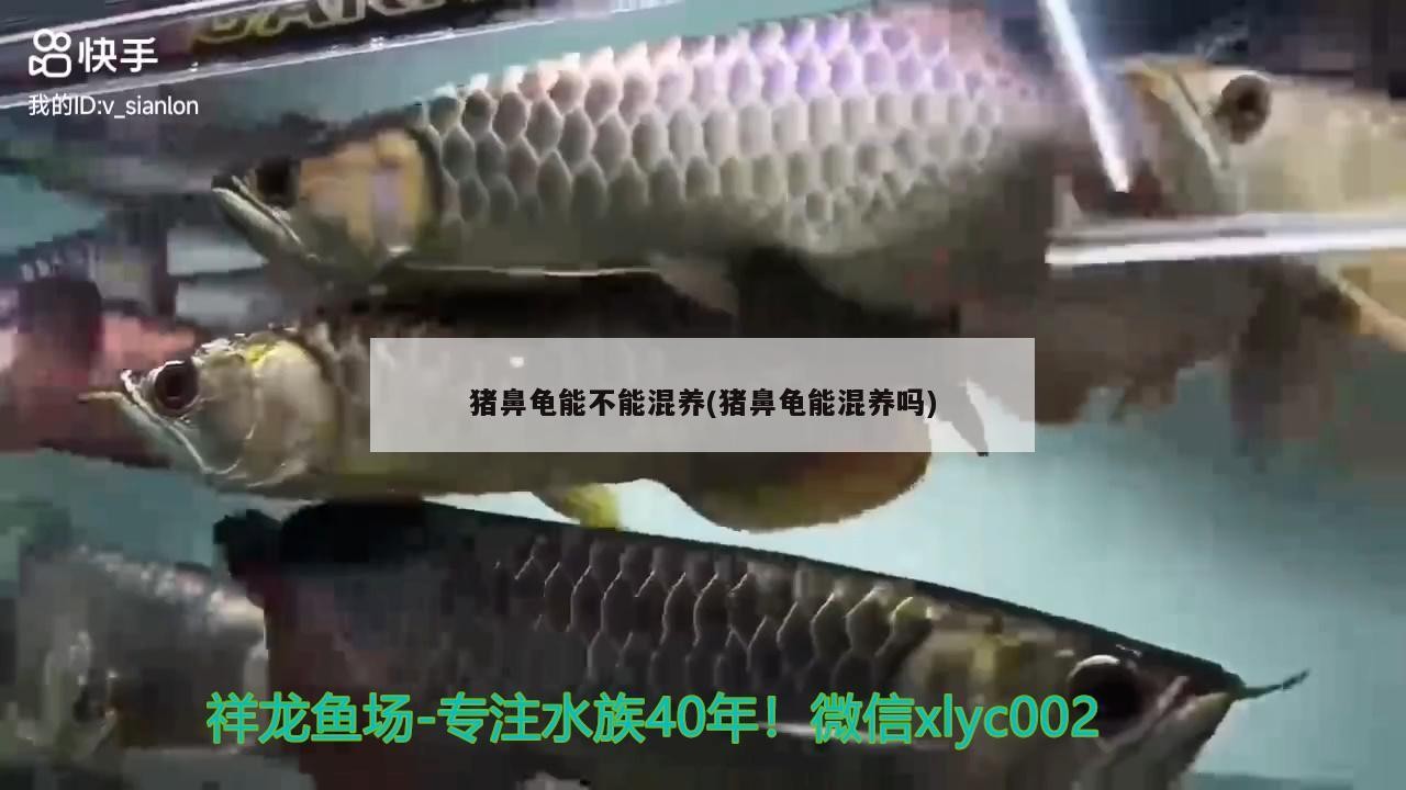 豬鼻龜能不能混養(豬鼻龜能混養嗎)