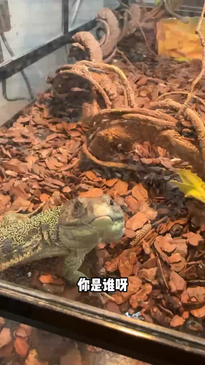 出各種蜥蜴喜歡的滴滴
