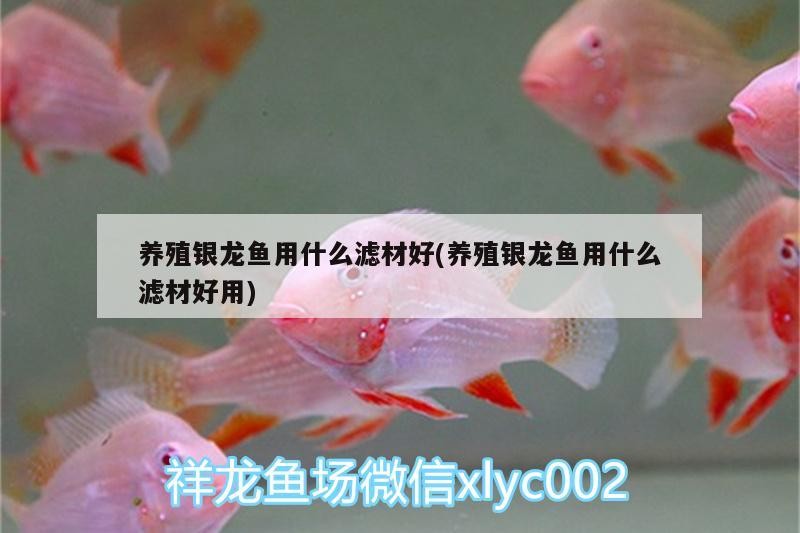 飼料 養殖銀龍魚用什么濾材好(養殖銀龍魚用什么濾材好用) 銀龍魚百科 養殖銀龍魚用什么濾材好(養殖銀龍魚用什么濾材好用) 養殖銀龍魚用什么濾材好(養殖銀龍魚用什么濾材好用) 銀龍魚百科