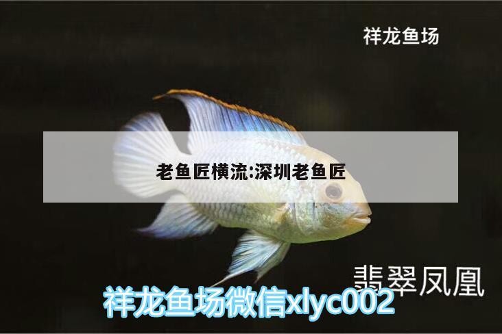 老魚匠橫流:深圳老魚匠