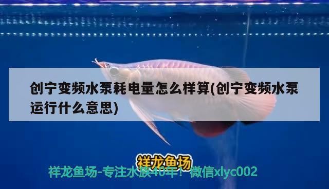 我的虎魚真菌感染了要怎么處理 創寧變頻水泵耗電量怎么樣算(創寧變頻水泵運行什么意思) 創寧水族 創寧變頻水泵耗電量怎么樣算(創寧變頻水泵運行什么意思) 創寧變頻水泵耗電量怎么樣算(創寧變頻水泵運行什么意思) 創寧水族