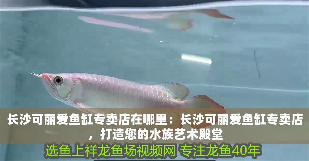 長沙可麗愛魚缸專賣店在哪里：長沙可麗愛魚缸專賣店，打造您的水族藝術殿堂