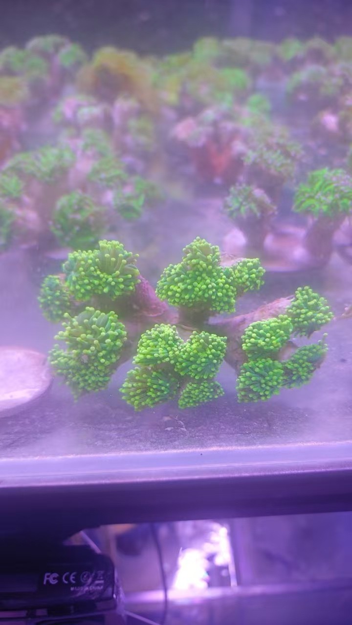 沙巴綠火柴