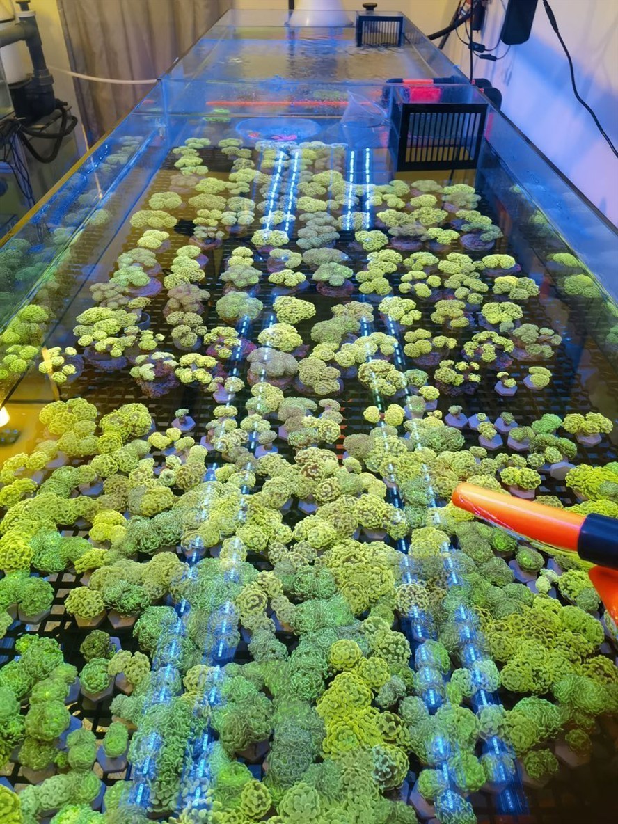 各種榔頭