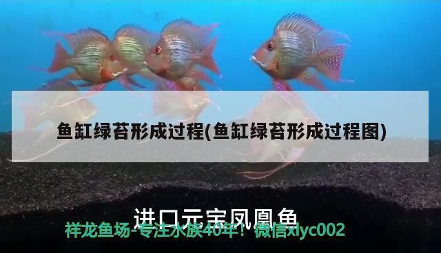 魚缸綠苔形成過程(魚缸綠苔形成過程圖)