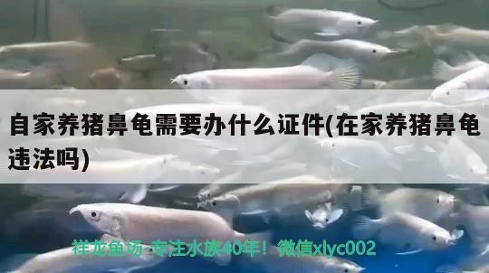 自家養豬鼻龜需要辦什么證件(在家養豬鼻龜違法嗎)