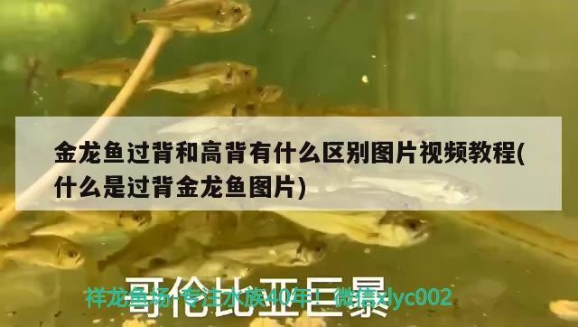 金龍魚過背和高背有什么區(qū)別圖片視頻教程(什么是過背金龍魚圖片)