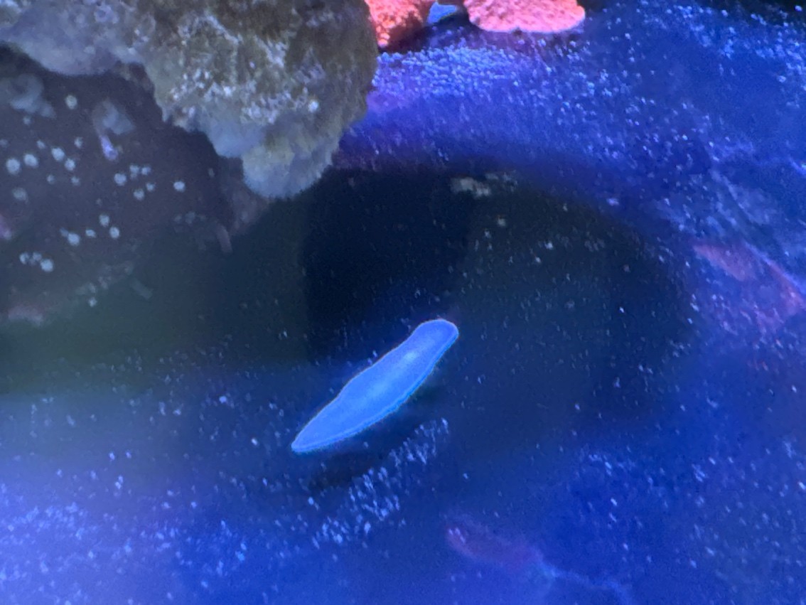 請問一下大神，這個是什么外星生物啊？