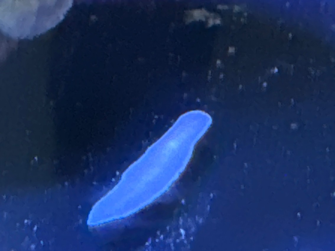 請問一下大神，這個是什么外星生物啊？