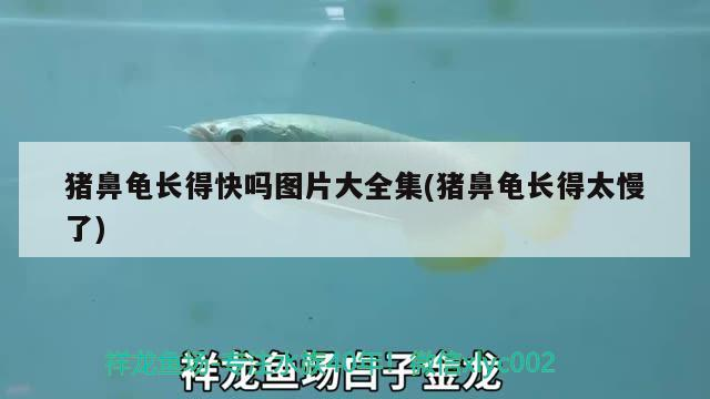 豬鼻龜長得快嗎圖片大全集(豬鼻龜長得太慢了)