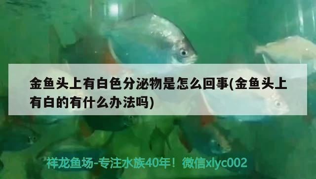 龍魚蛻皮了是怎么回事vs祥龍魚場：祥龍魚場的龍魚品種介紹