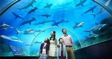 徐州水族館vs祥龍魚場(chǎng)（徐州水族館與祥龍魚場(chǎng)各有特色）