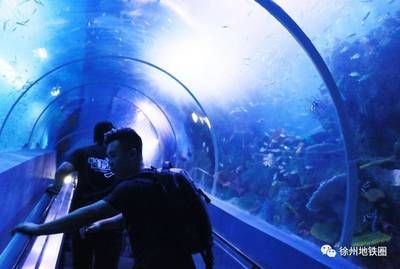 徐州水族館vs祥龍魚場(chǎng)（徐州水族館與祥龍魚場(chǎng)各有特色）