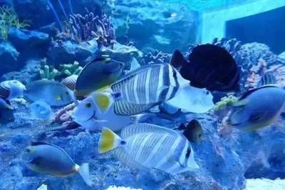 徐州水族館vs祥龍魚場(chǎng)（徐州水族館與祥龍魚場(chǎng)各有特色）