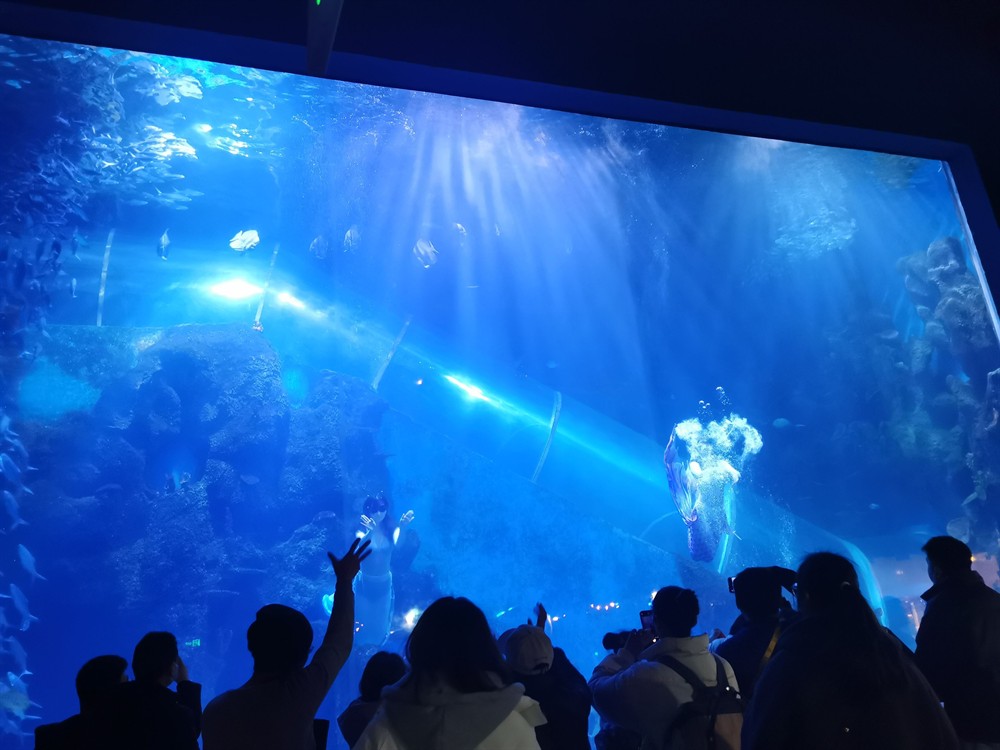 徐州水族館vs祥龍魚場(chǎng)（徐州水族館與祥龍魚場(chǎng)各有特色）