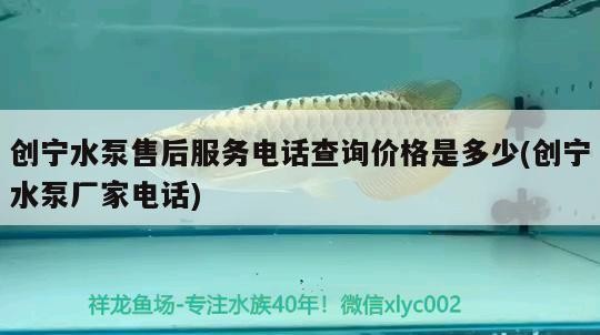 龍魚干蝦有營養嗎 創寧水泵售后服務電話查詢價格是多少(創寧水泵廠家電話) 創寧水族 創寧水泵售后服務電話查詢價格是多少(創寧水泵廠家電話) 創寧水泵售后服務電話查詢價格是多少(創寧水泵廠家電話) 創寧水族