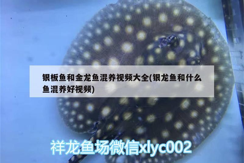 銀板魚和金龍魚混養視頻大全(銀龍魚和什么魚混養好視頻)