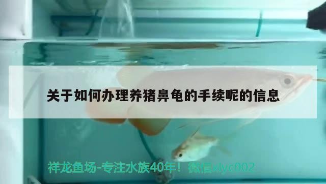 關于如何辦理養豬鼻龜的手續呢的信息