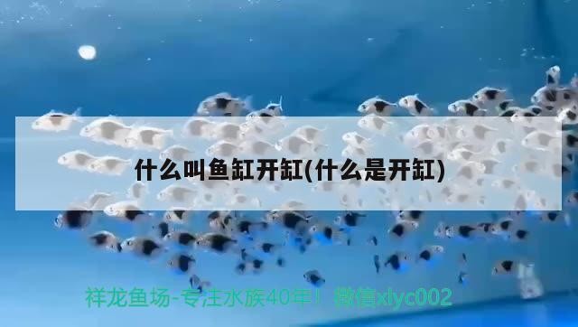太原市萬柏林區晉宏偉水族器材店