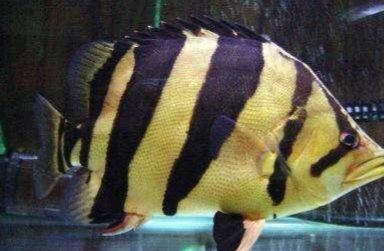 虎魚多長時間長大：虎魚的生長速度受到多種因素影響，虎魚多長時間長大 虎魚多長時間長大：虎魚的生長速度受到多種因素影響，虎魚多長時間長大 虎魚百科 第2張