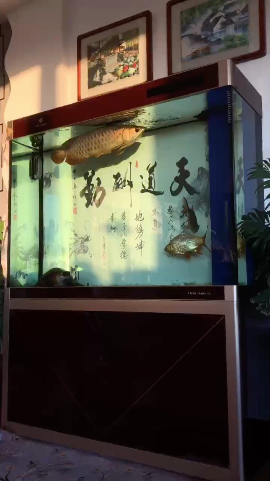 陽光下的龍