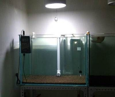 8040的魚缸有多少升水：80厘米長、40厘米寬的魚缸可以使用以下公式計算
