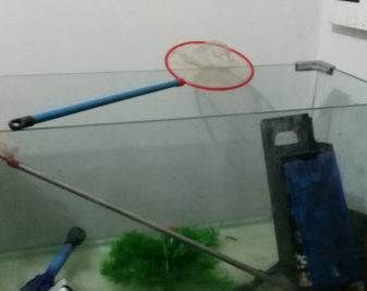 8040的魚缸有多少升水：80厘米長、40厘米寬的魚缸可以使用以下公式計算