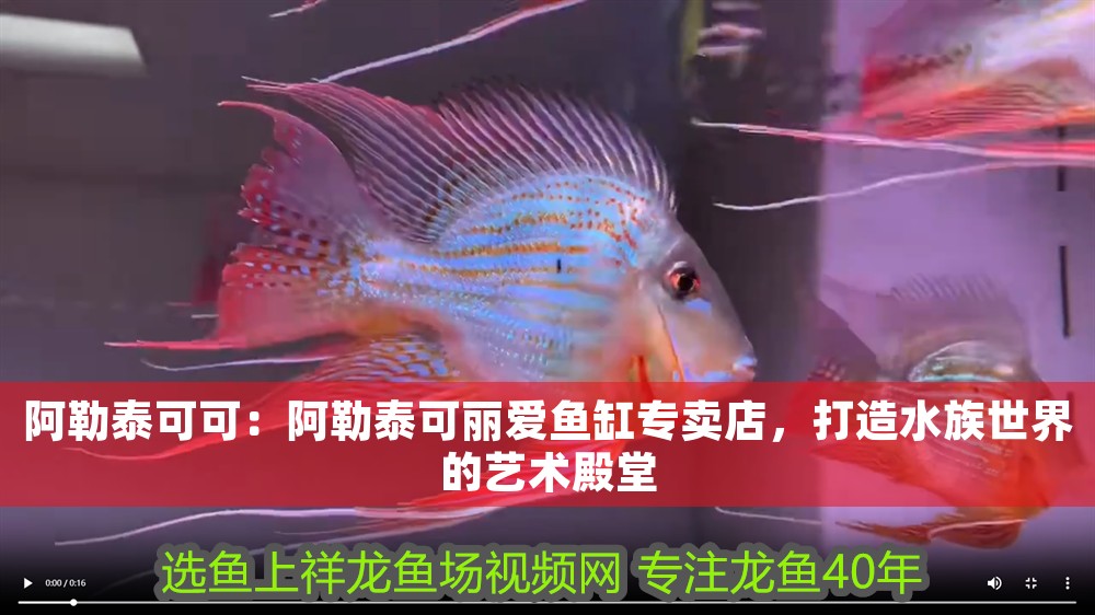 阿勒泰可可：阿勒泰可麗愛魚缸專賣店，打造水族世界的藝術殿堂 阿勒泰可可：阿勒泰可麗愛魚缸專賣店，打造水族世界的藝術殿堂 iwish愛唯希品牌魚缸 第1張