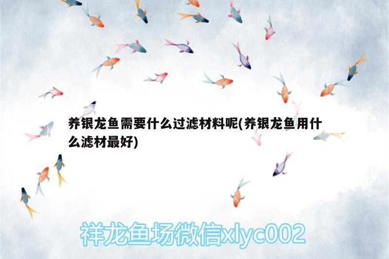 養銀龍魚需要什么過濾材料呢(養銀龍魚用什么濾材最好)