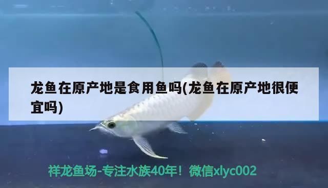 龍魚食用魚vs祥龍魚場:如何辨別龍魚食用魚與祥龍魚場特色介紹 vs祥龍魚場 第3張 龍魚食用魚vs祥龍魚場:如何辨別龍魚食用魚與祥龍魚場特色介紹 龍魚食用魚vs祥龍魚場:如何辨別龍魚食用魚與祥龍魚場特色介紹 vs祥龍魚場 第3張