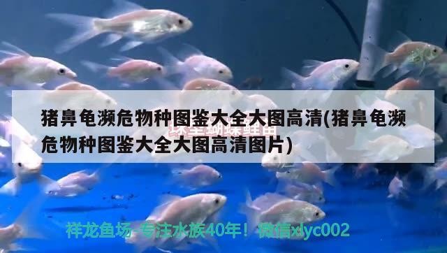 豬鼻龜瀕危物種圖鑒大全大圖高清(豬鼻龜瀕危物種圖鑒大全大圖高清圖片)
