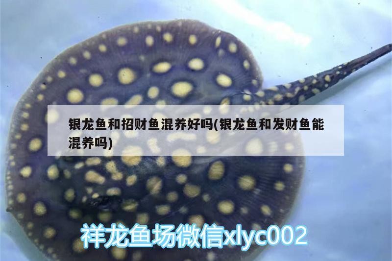 銀龍魚和招財魚混養好嗎(銀龍魚和發財魚能混養嗎) 銀龍魚和招財魚混養好嗎(銀龍魚和發財魚能混養嗎) 銀龍魚百科