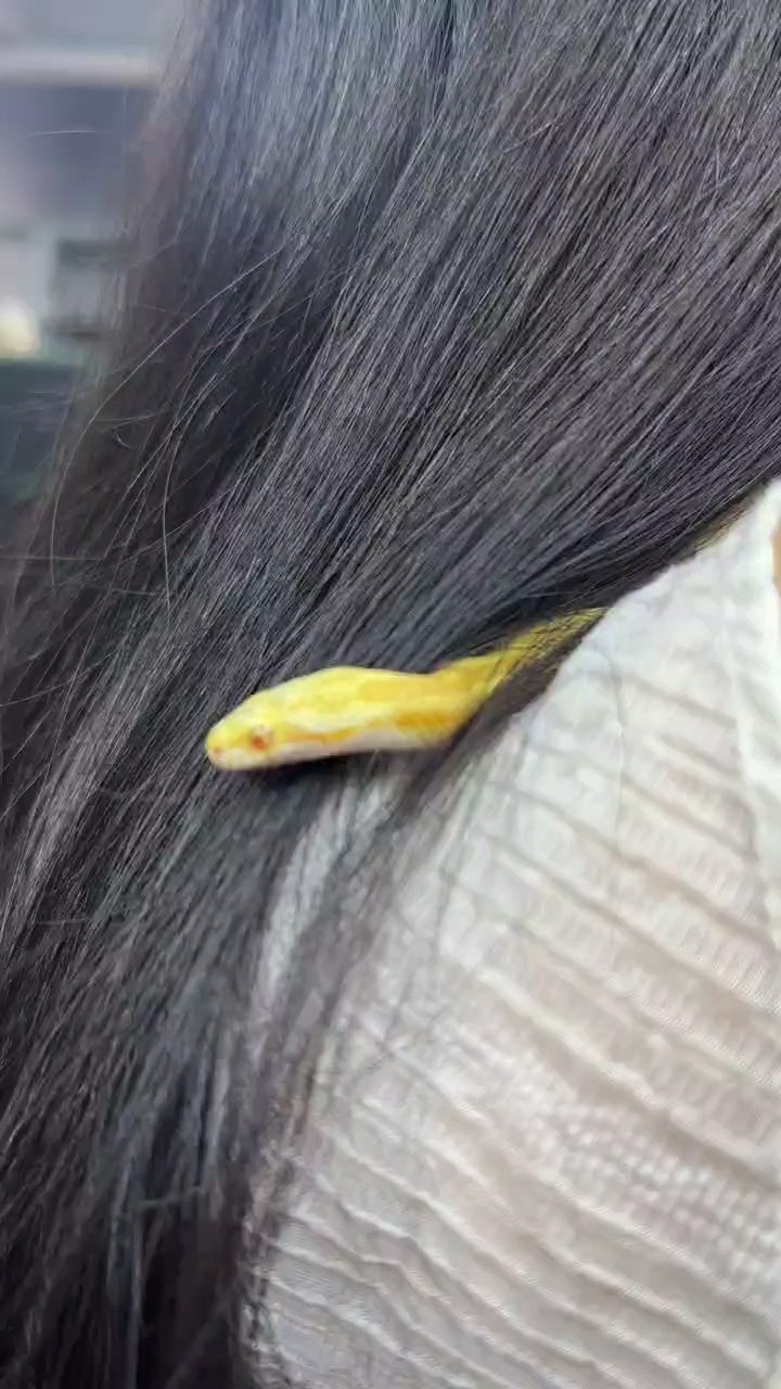 特價出寵物蛇新手寶寶適合