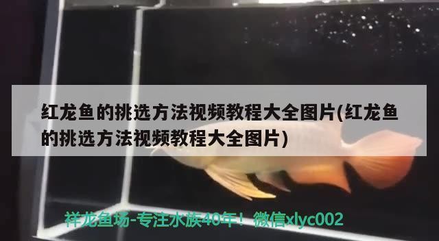 過背金龍魚價格50公分(過背金龍魚怎么看品相)