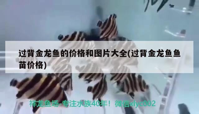 過背金龍魚的價(jià)格和圖片大全(過背金龍魚魚苗價(jià)格)