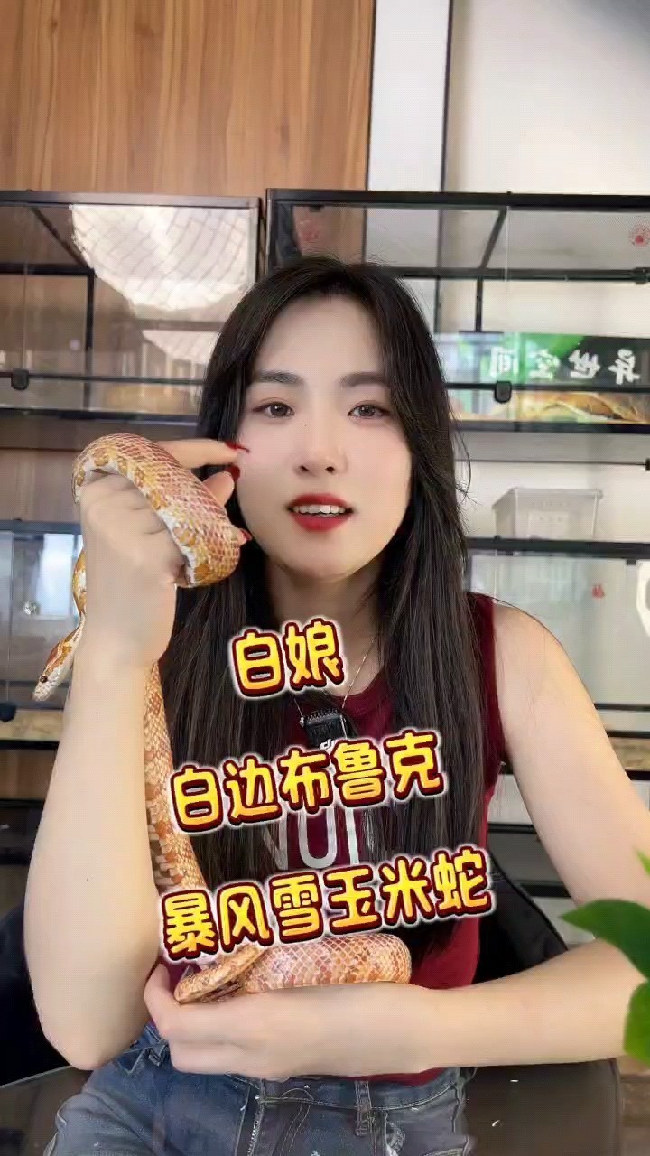 白色的蛇你更喜歡哪種