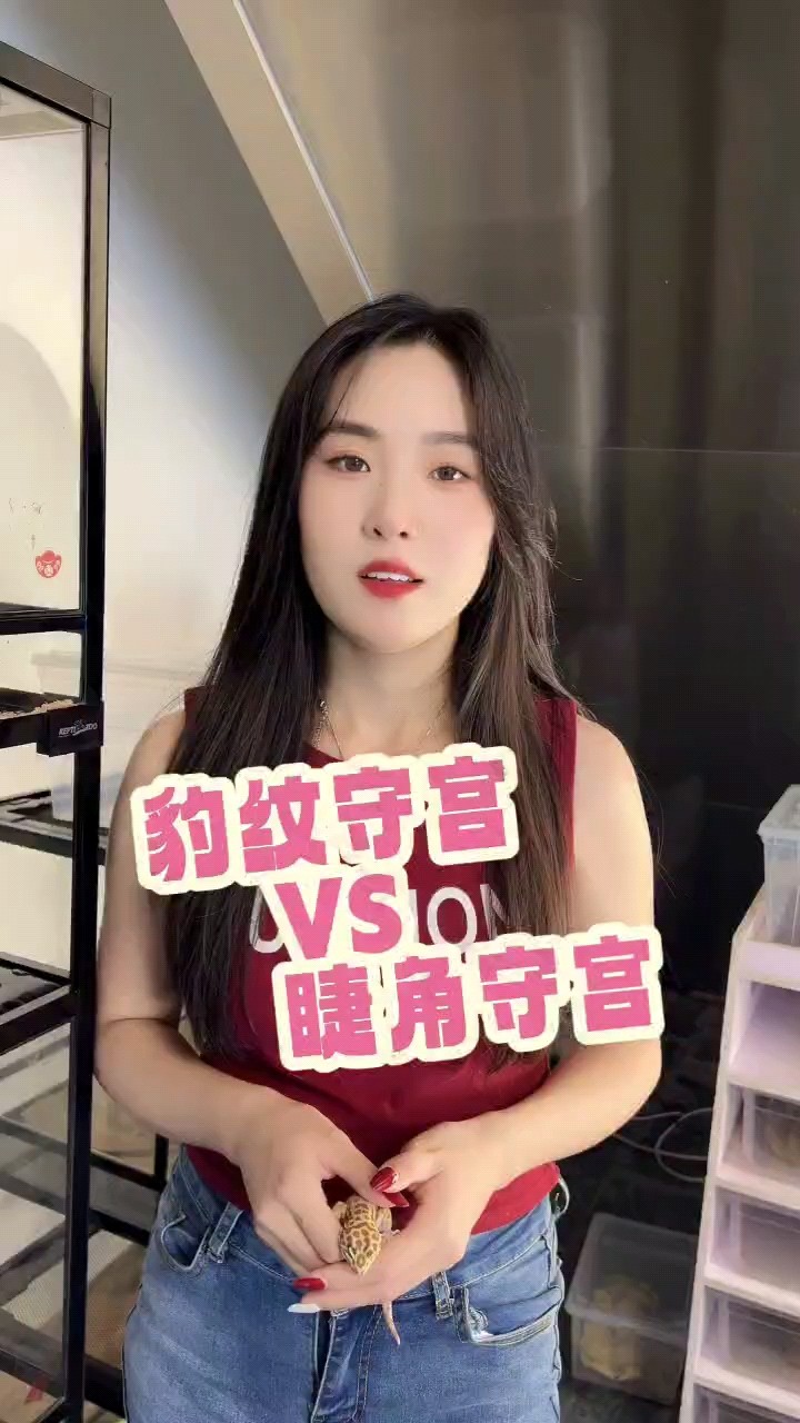 養(yǎng)睫角還是豹紋守宮
